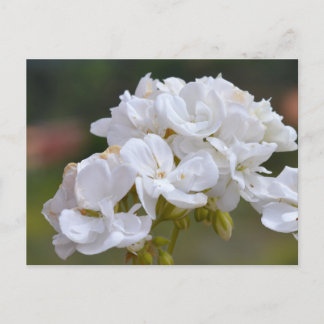 Bloemen op Tenerife Briefkaart