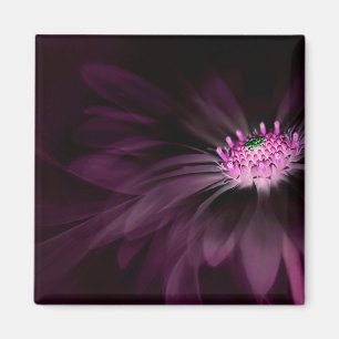 Bloemen Paarse Daisy Magneet