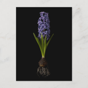 Bloemen   Paarse Hyacinth Bulb Briefkaart