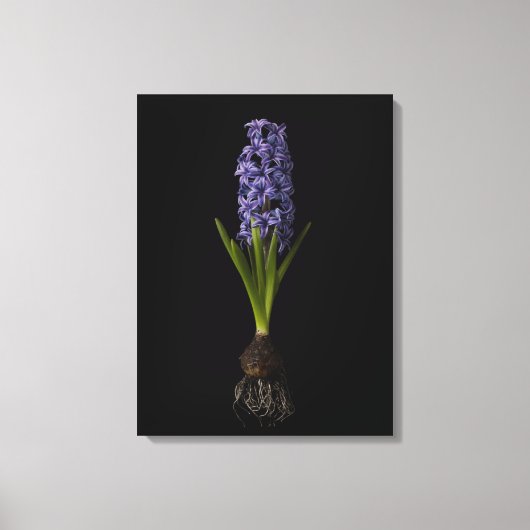 Bloemen | Paarse Hyacinth Bulb Canvas Afdruk (Voorkant)