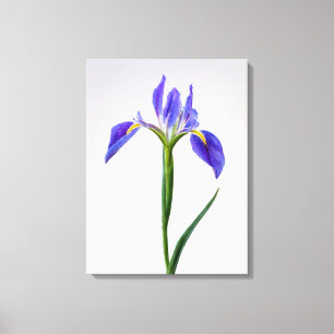 Bloemen Paarse Iris-ventilator Canvas Afdruk