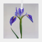 Bloemen | Paarse Iris-ventilator Glas Ornament (Achterkant)