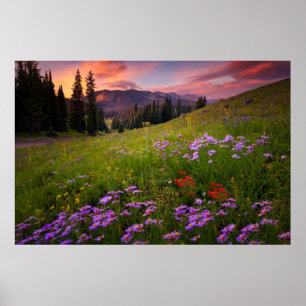 Bloemen   Paarse wilde bloemen Colorado Poster