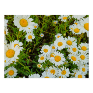 Bloemen Perfect Poster