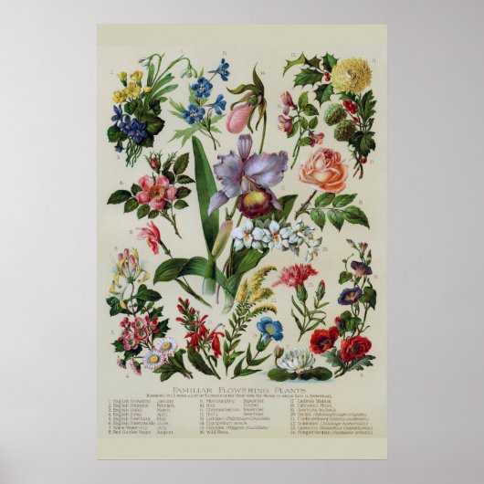  bloemen poster (Voorkant)