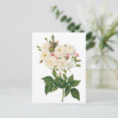 bloemen Roos van het Blush Noisette Briefkaart (Staand voorkant)