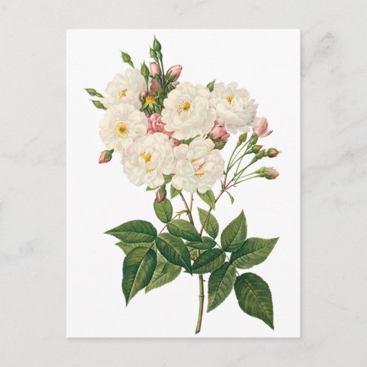  bloemen Roos van het Blush Noisette Briefkaart (Voorkant)