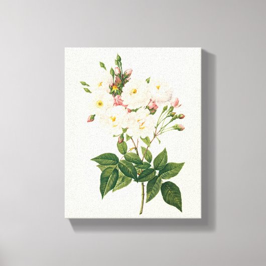 bloemen Roos van het Blush Noisette Canvas Afdruk (Voorkant)