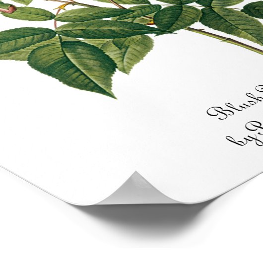 bloemen Roos van het Blush Noisette Poster (Hoek)