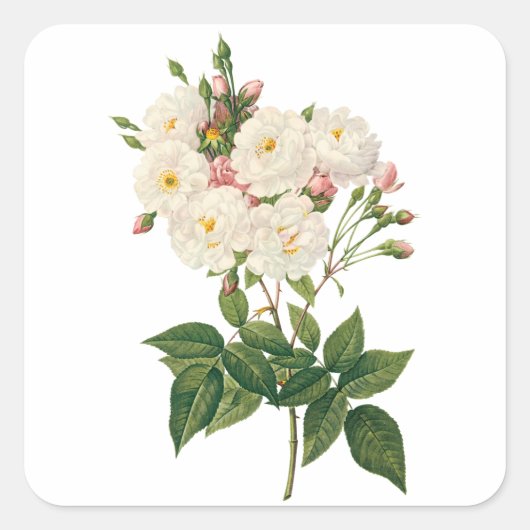  bloemen Roos van het Blush Noisette Vierkante Sticker (Voorkant)