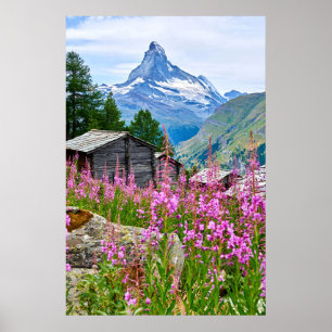 Bloemen   Summer Matterhorn Zwitserland Poster