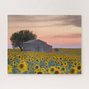 Bloemen Sunflower Field Provence, Frankrijk Legpuzzel