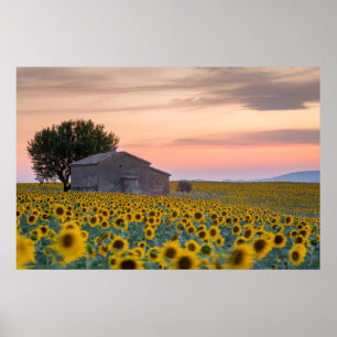 Bloemen Sunflower Field Provence, Frankrijk Poster