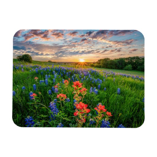 Bloemen | Texas Bluebonnets & Indian Paintborstel Magneet (Horizontaal)