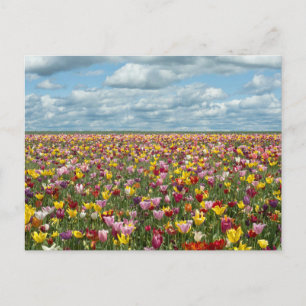 Bloemen Tulpen Willamette Valley Oregon Briefkaart