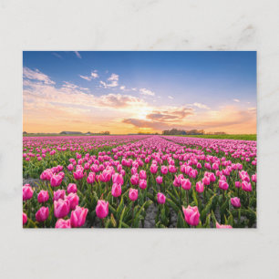 Bloemen   Tulpen Zuid-Holland, Nederland Briefkaart