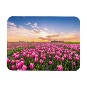 Bloemen Tulpen Zuid-Holland, Nederland Magneet