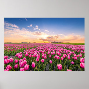 Bloemen   Tulpen Zuid-Holland, Nederland Poster