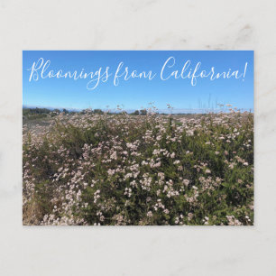 Bloemen uit Californië: California Boekweit Briefkaart