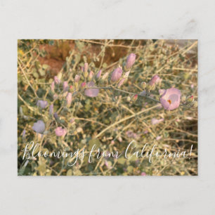 Bloemen uit Californië: Chaparral Mallow Briefkaart