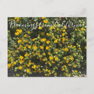 Bloemen uit Californië: Gumweed Briefkaart