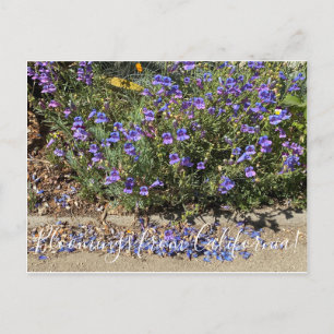 Bloemen uit Californië: Penstemon Margarita BOP Briefkaart