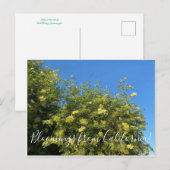 Bloemen uit Californië: vlierbessen Briefkaart (Voorkant / Achterkant)