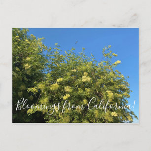 Bloemen uit Californië: vlierbessen Briefkaart