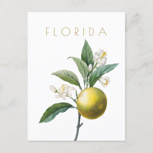 bloemen uit Florida reizen midden eeuw Briefkaart