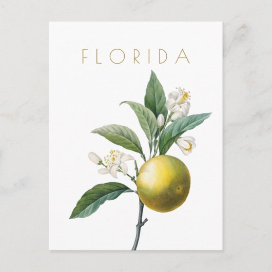  bloemen uit Florida reizen midden eeuw Briefkaart (Voorkant)