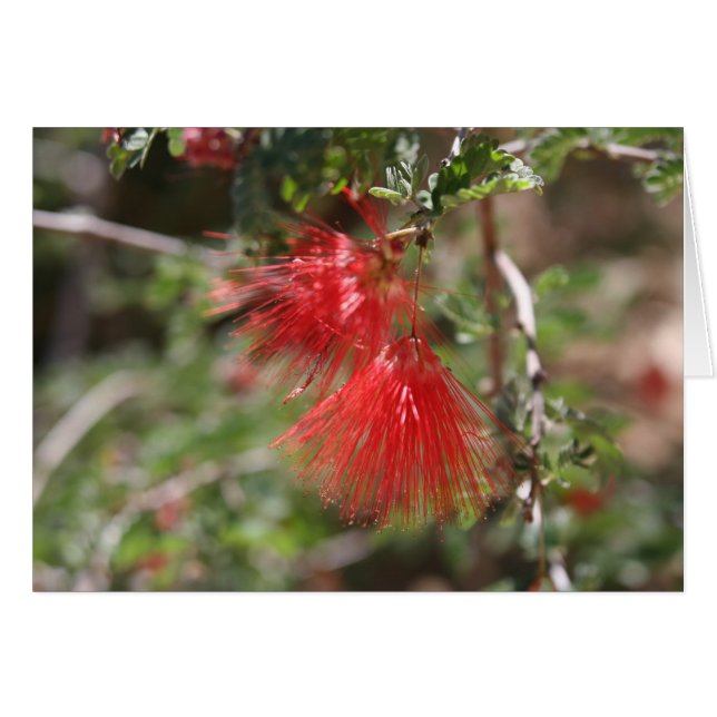 Bloemen van Arizona (Voorkant Horizontaal)
