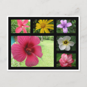 Bloemen van Costa Rica Briefkaart