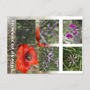 Bloemen van Cyprus Postcare Briefkaart