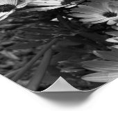 bloemen van de Afrikaanse Daisy in zwart-wit Poster (Hoek)