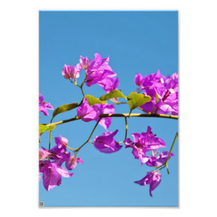 Bloemen van de Bougainvillea Foto Afdruk