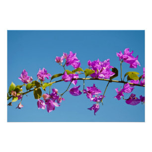 Bloemen van de Bougainvillea Perfect Poster