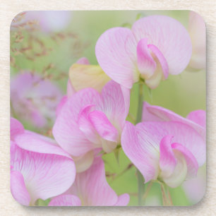 Bloemen van de Lathyrus Seabeck, WA Bier Onderzetter