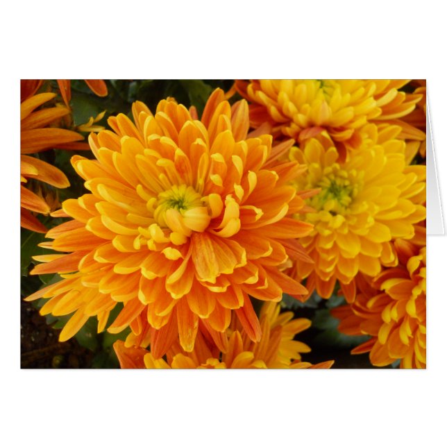 Bloemen van de Longwood Garden (Voorkant Horizontaal)