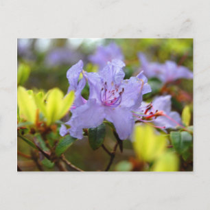 Bloemen van de Schotse Hooglanden Briefkaart