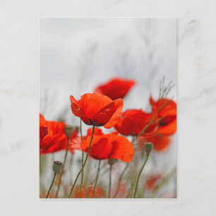 Bloemen van gewone papaver in een veld. briefkaart