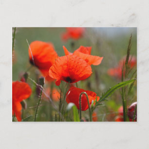 Bloemen van gewone papaver in een veld. briefkaart