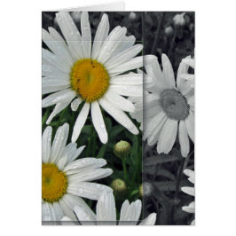 Bloemen van het meer - Daisies