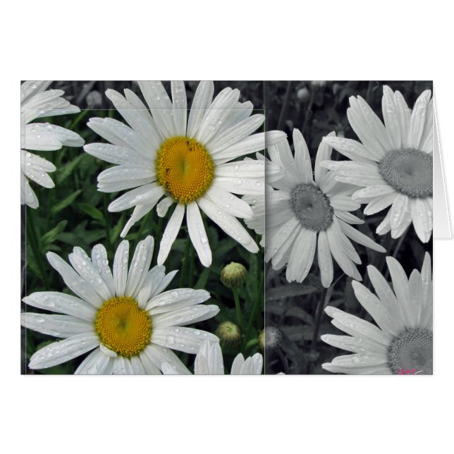 Bloemen van het meer - Daisies (Voorkant Horizontaal)