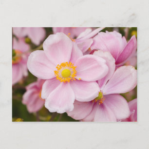Bloemen van Japanse anemone Briefkaart