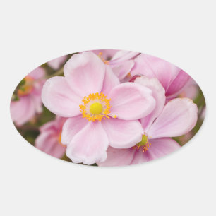 Bloemen van Japanse anemone Ovale Sticker