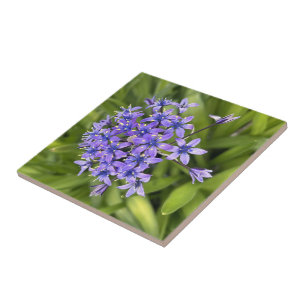 Bloemen van Portugese Squill Close-up Natuurfoto Tegeltje