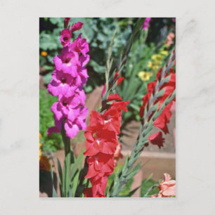 Bloemen van rode en roze gladiolus briefkaart