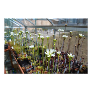 Bloemen van Venus Flytraps Foto Afdruk
