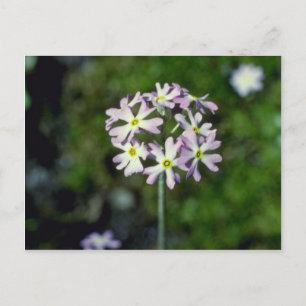 bloemen van witte molyse (Primula Laurentiana) Briefkaart