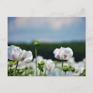 Bloemen veld, Papaver somneferum maanzaad bloem. Briefkaart
